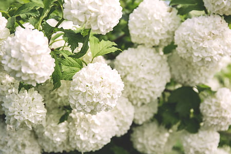 shallow focus photography of white flowers thumbnail