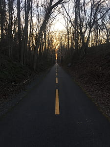 road between bare trees thumbnail
