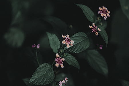Flowers In Focus Photography thumbnail