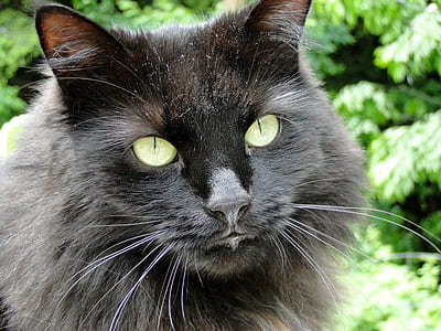 gray persian cat thumbnail