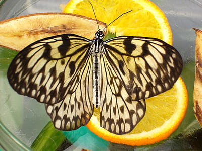 paper kite butterfly perching on slice yellow lime in close-up photography thumbnail