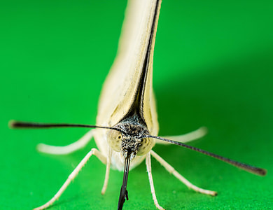 Butterfly, Insect thumbnail