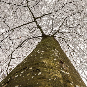 brown and gray tree low-angle photography thumbnail