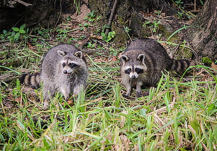 two gray raccoons standing on grasses thumbnail