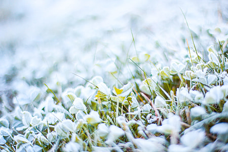 Morning Frozen Grass with Hoarfrost thumbnail