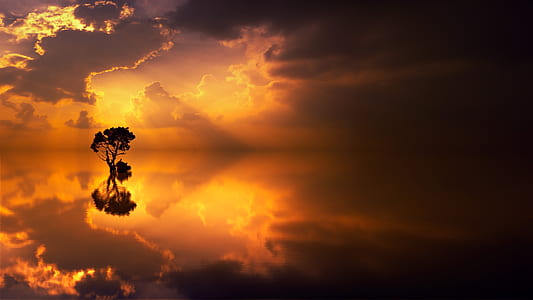 silhouette photography of tree near body of water thumbnail