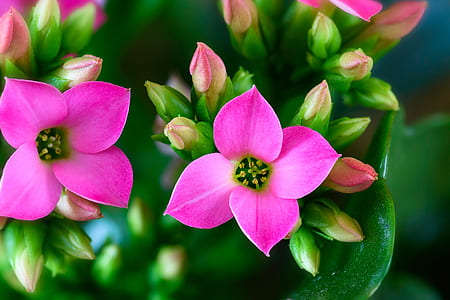 two purple 4-petal flowers thumbnail