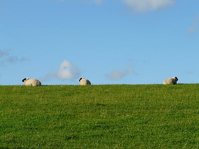 herd of sheep on green grass field thumbnail