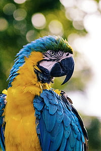 gold and blue macaw thumbnail
