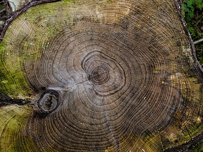 close-up photo of wood slab thumbnail