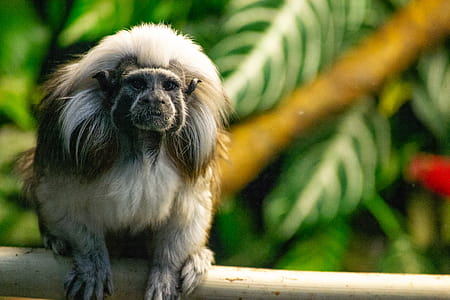 Shallow Focus Photography of White Monkey thumbnail