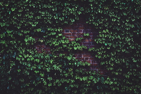 wall covered by green leafed plant thumbnail