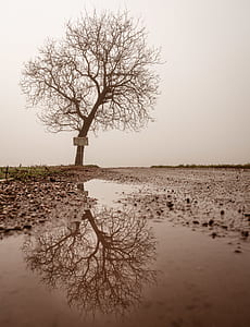 landscape photograph of bare tree reflex through bodywater thumbnail