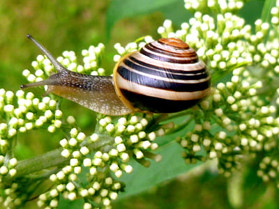snail on white petaled flowers thumbnail