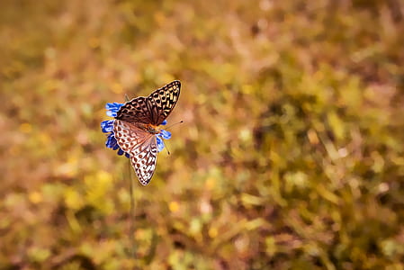 brown and white butterfly perching on blue flower thumbnail