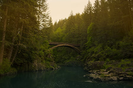 river above bridge in between trees at daytime thumbnail