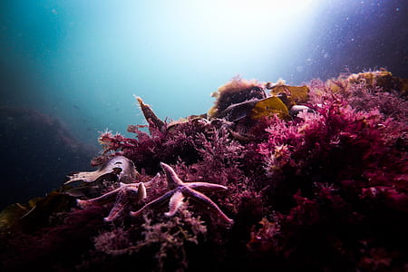 pink starfish on the pink seaweeds thumbnail