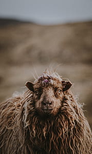 tilt shift lens photography of gray sheep thumbnail