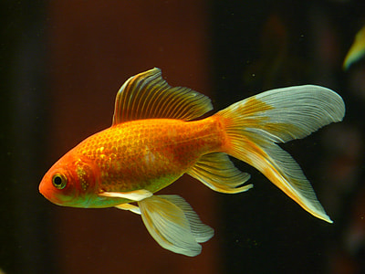 orange common gold fish screenshot thumbnail