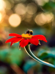 bokeh photo of red daisy flower thumbnail