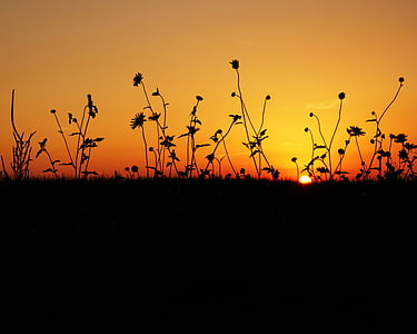 silhouette of flowers during sunset thumbnail