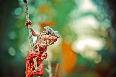 Red and Gray Reptile on Tree Branch thumbnail