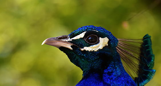 blue and green bird on macro shot thumbnail