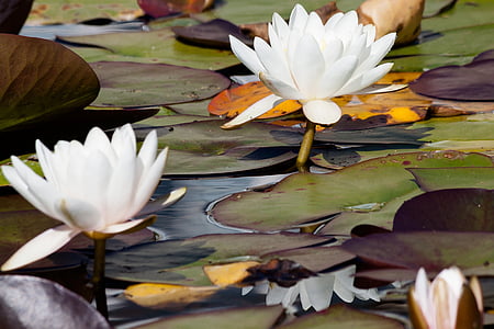 white water lily during daytime thumbnail