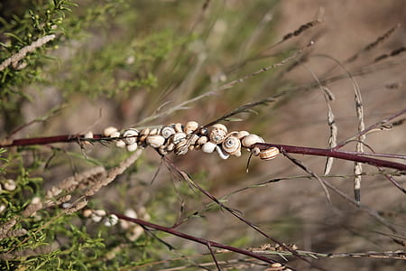 snails on leafed plant thumbnail
