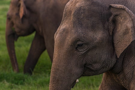 two brown elephants on green grass field during daytime thumbnail