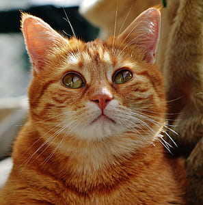 orange tabby cat thumbnail