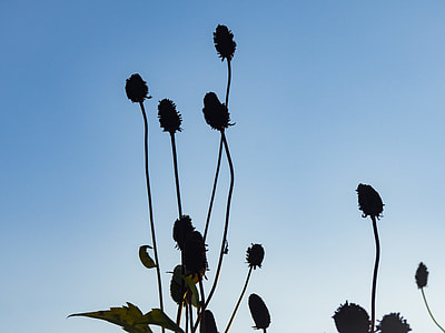 green leaf plant under blue sky thumbnail
