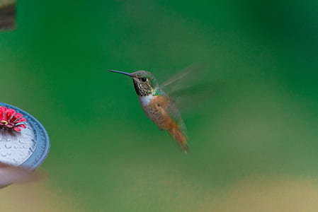 green and brown hummingbird on focus photo thumbnail