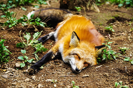 fox sleeping on soil surrounded by green plants during daytime thumbnail