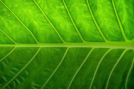 Closeup shot of a tree leaf texture thumbnail