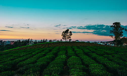 Landscape Photo of Field thumbnail