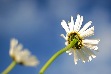 low-angle photography of white daisy flower thumbnail