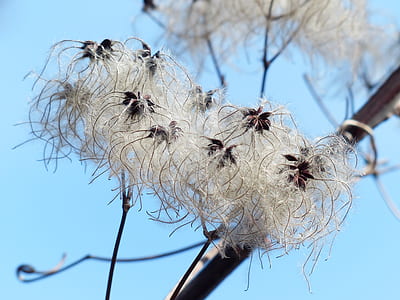 shallow focus photography of white flowers thumbnail
