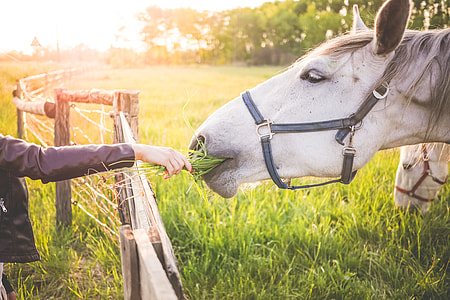Girl Feeding a Gorgeous White Horse with Grass thumbnail