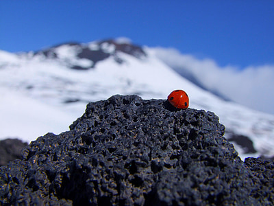 lady bird in bokeh photography thumbnail