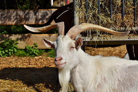 white goat near black metal cage thumbnail