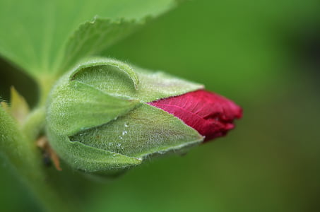 shallow focus photography of red rose thumbnail