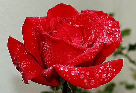 macro photography of red rose thumbnail