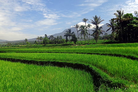 green grass field thumbnail