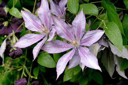 purple flowers thumbnail