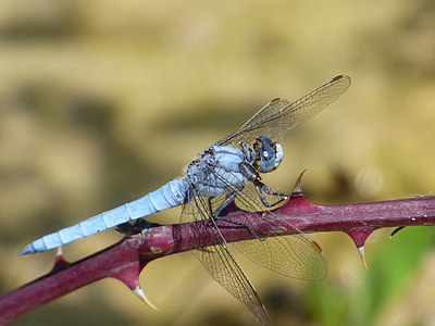 Orthetrum Coerulescens, Blue Dragonfly thumbnail