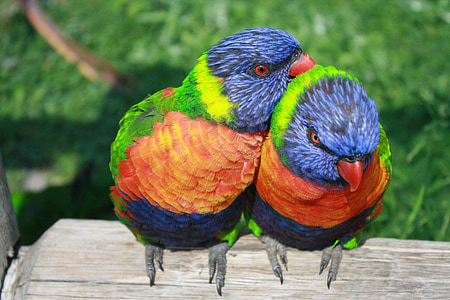 two blue-green-and-orange birds thumbnail