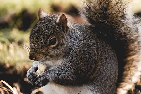 gray squirrel thumbnail