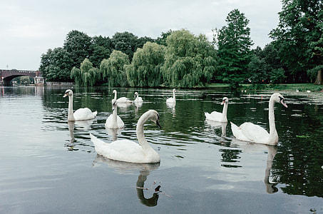 Hamburg’s Alster swans thumbnail