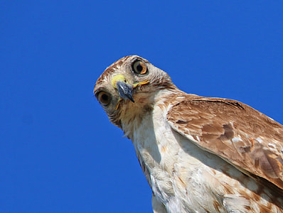 close-up photography of hawk thumbnail